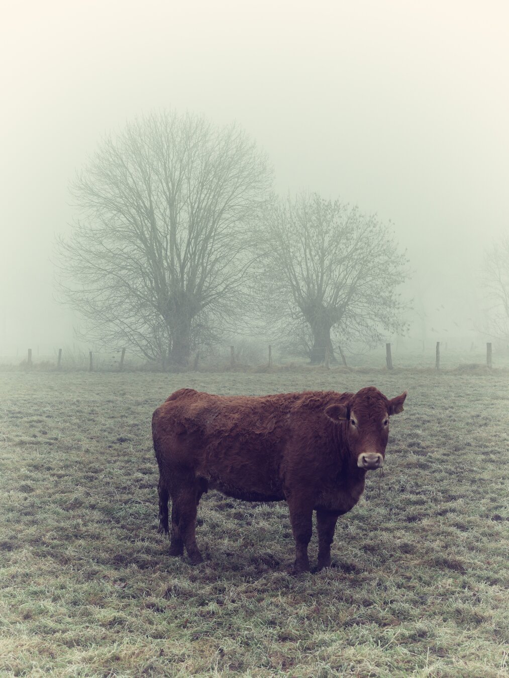 The photograph portrays a peaceful rural scene enveloped in a soft morning mist. A lone cow stands in the foreground on a frosty grass field, its warm brown coat contrasting gently with the muted, foggy surroundings. Bare trees in the background appear as silhouettes, adding to the tranquil and atmospheric quality of the composition. The fog blurs the horizon, creating a sense of depth and serenity, while the natural tones evoke a connection to the countryside.