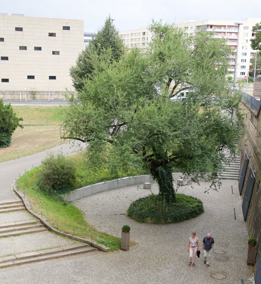 This image features a serene and picturesque urban setting. At its center stands a large, lush tree with vibrant green foliage, surrounded by a circular bed of grass and low plants. The tree is framed by neatly arranged cobblestone pathways and steps, blending natural and urban elements harmoniously. Two people are walking along the path, adding a sense of scale and life to the scene. In the background, modern buildings and residential apartments contrast with the natural beauty of the tree, creating a dynamic and balanced composition.