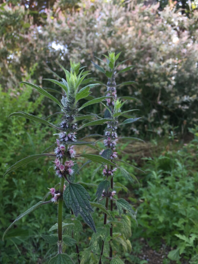 Agripaume, leonurus cardiaca, dans un jardin en été