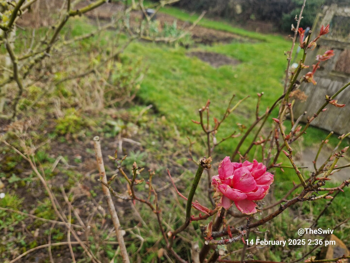 A lone rose blossom in the foreground. With grass and baron flowerbeds behind