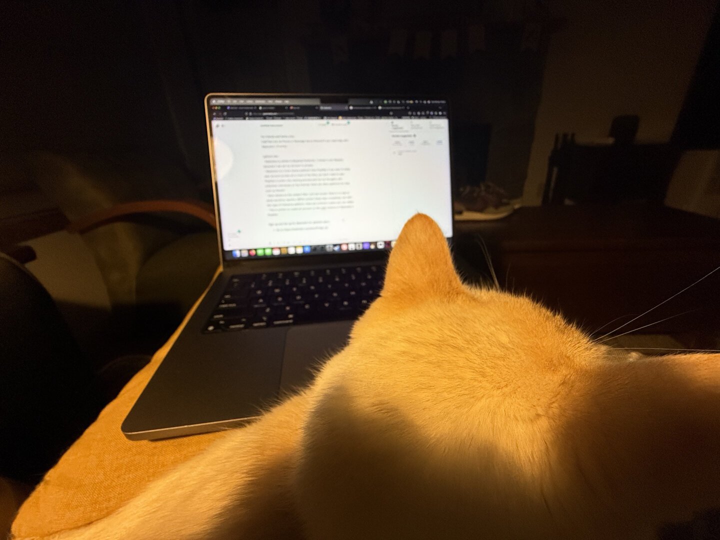 A picture of a white cat sitting on one's lap with a laptop computer in front of it.