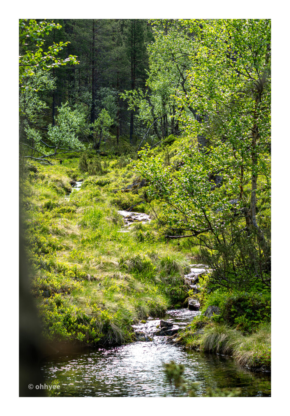 A small, clear stream gently winds through a lush, vibrant green valley along the Iisakkipää trail. The water sparkles in the sunlight as it flows over rocks, bordered by dense grassy banks and low shrubs. Bright green mountain birch trees frame the creek, their leaves catching the dappled sunlight. In the background, the landscape transitions into a dense forest of tall, dark pine trees, creating a beautiful contrast between the sunny opening and the deep woods.