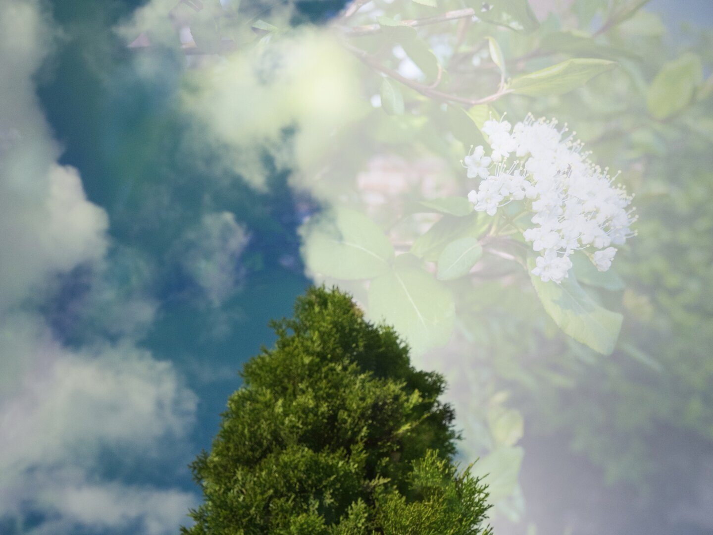 This is an overlay of two photographs I captured with my camera. One is a photo of a blue sky with fluffy clouds and a vibrant green tree in the center, and the other is a close-up of a white flower and some greenery that is more transparent because it is positioned over a large cloud from the second photo.