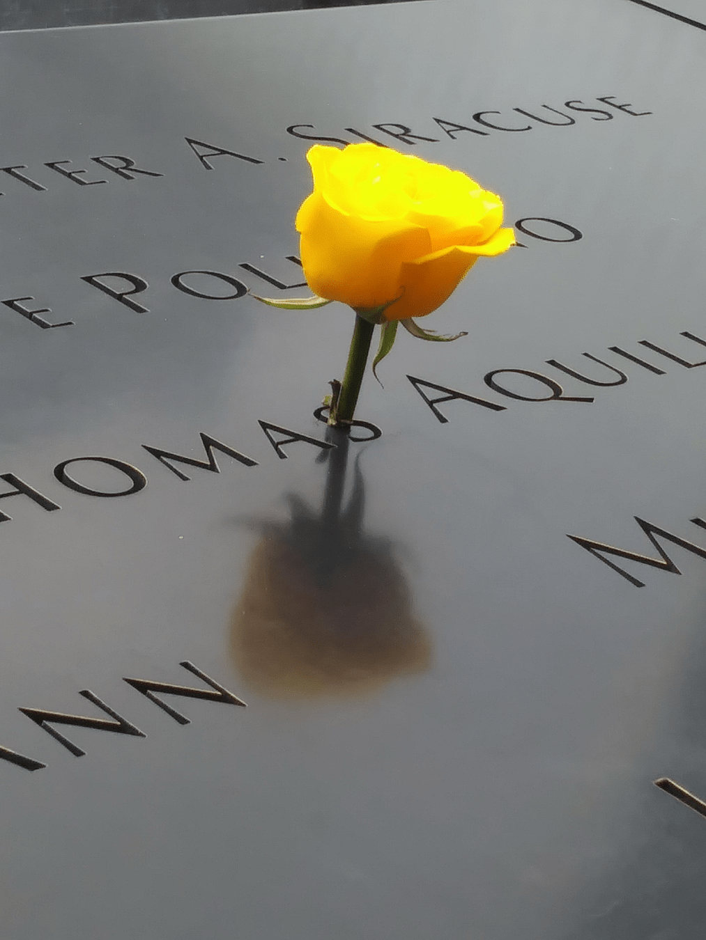 A short-stemmed yellow rose placed in the letter of an inscribed name on the bronze parapet with the flower's reflection