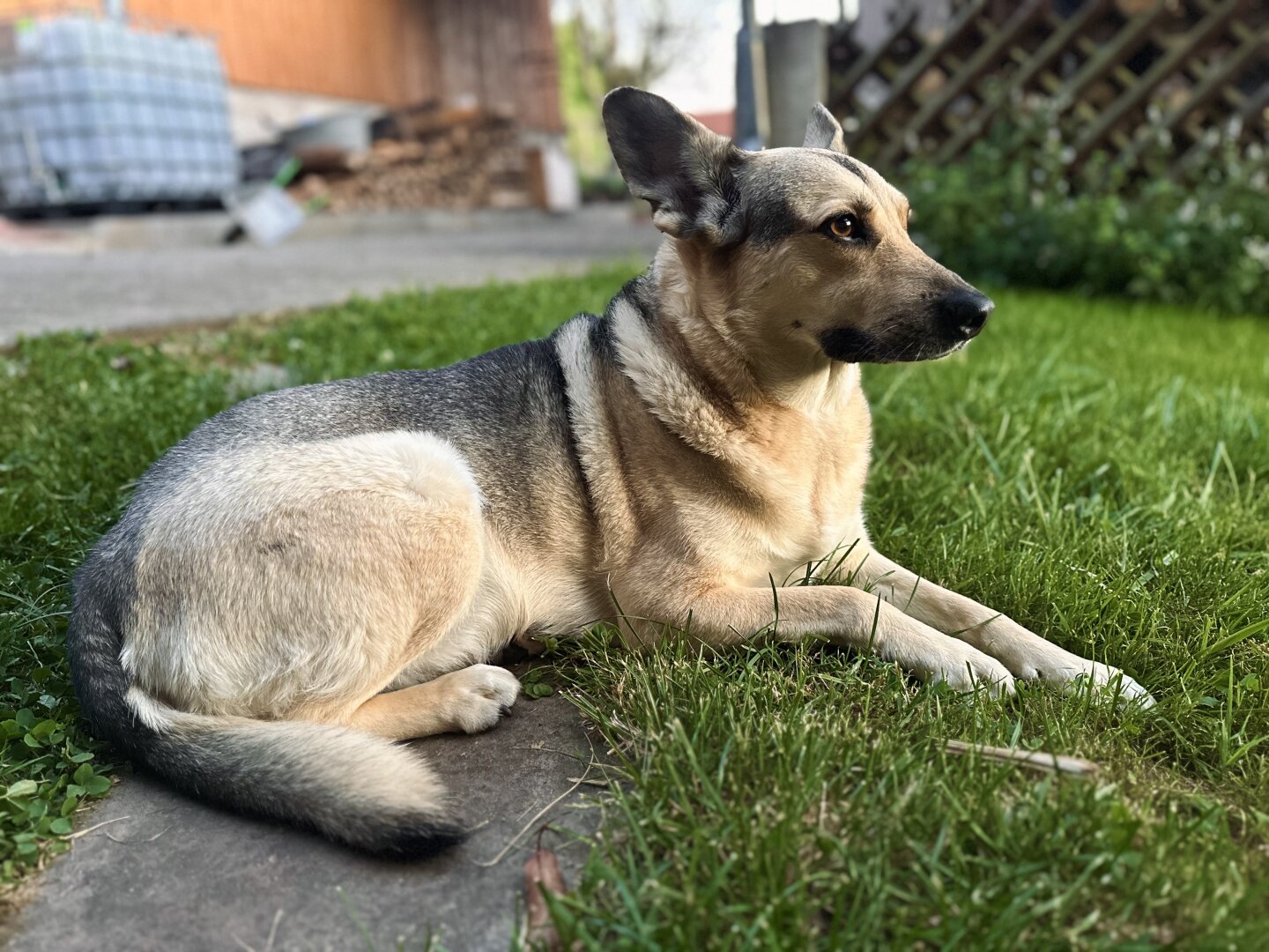 Dog chilling outside