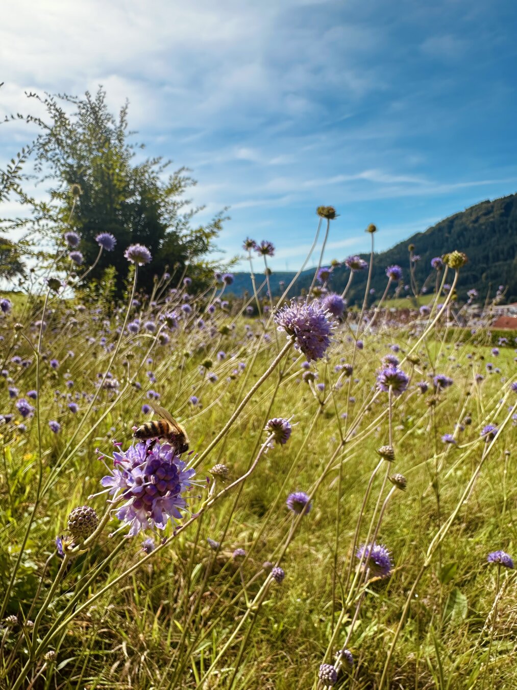 Wildflowers and honeybee on the field