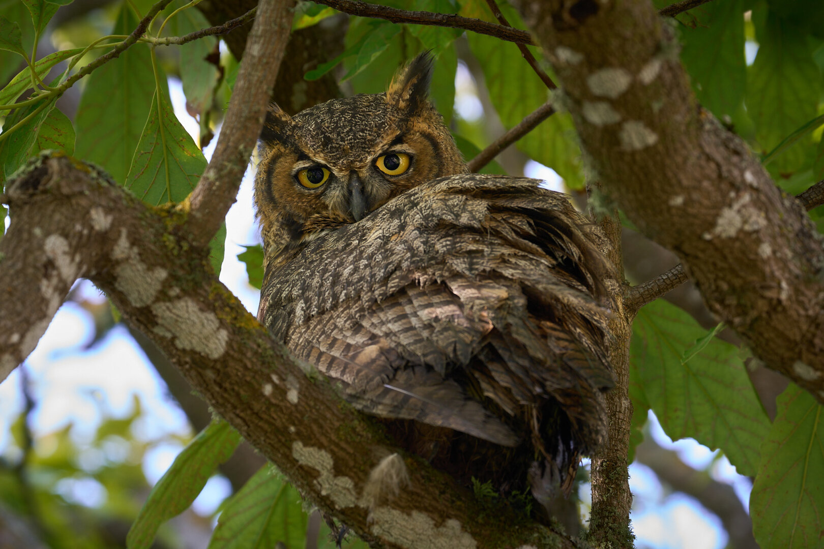 A mottled brown and gray great horned owl with bright yellow eyes is perched among the vibrant green leaves of an avocado tree looking at the camera.