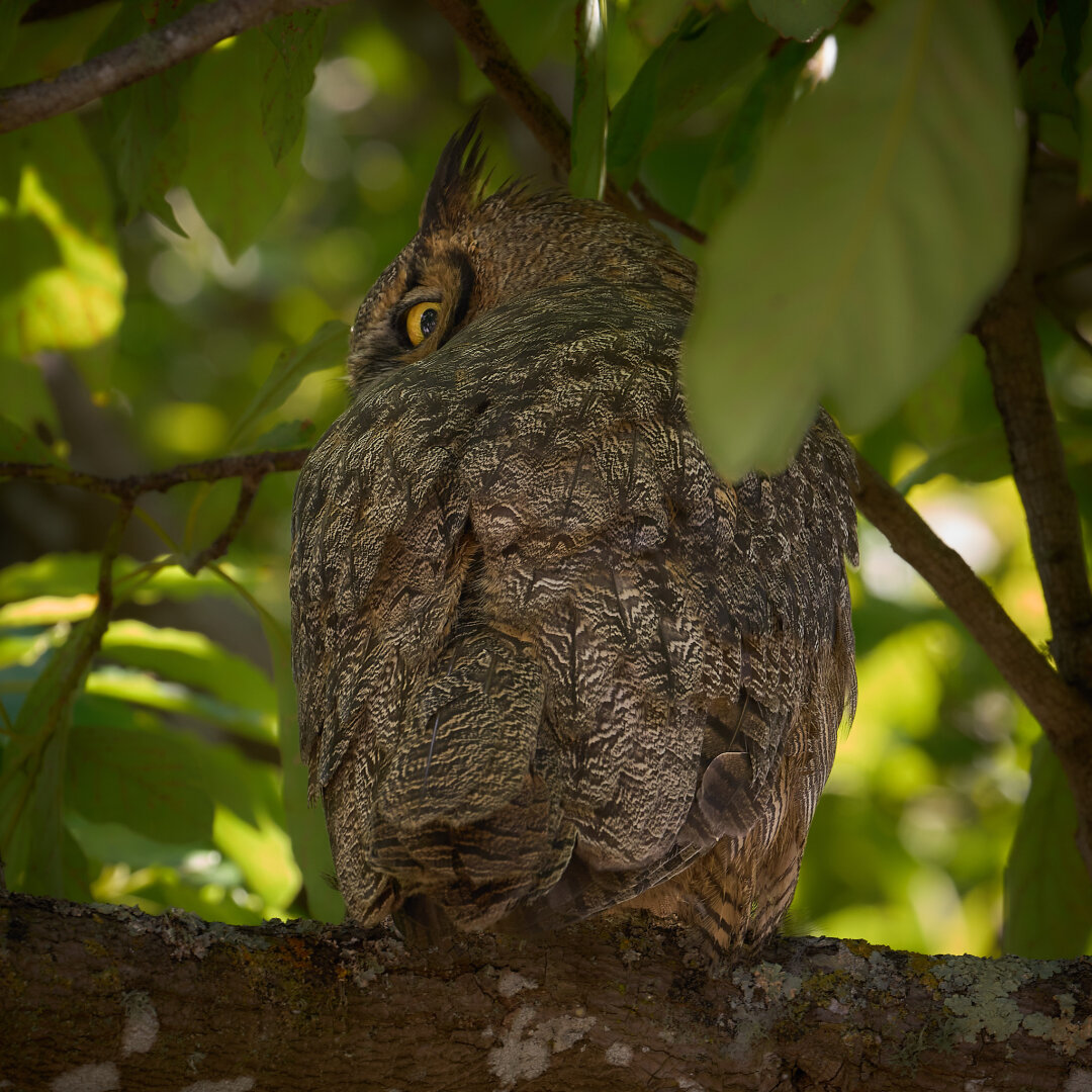 A mottled brown and gray great horned owl with bright yellow eyes is perched among the vibrant green leaves of an avocado tree looking over its shoulder with one eye at the camera.