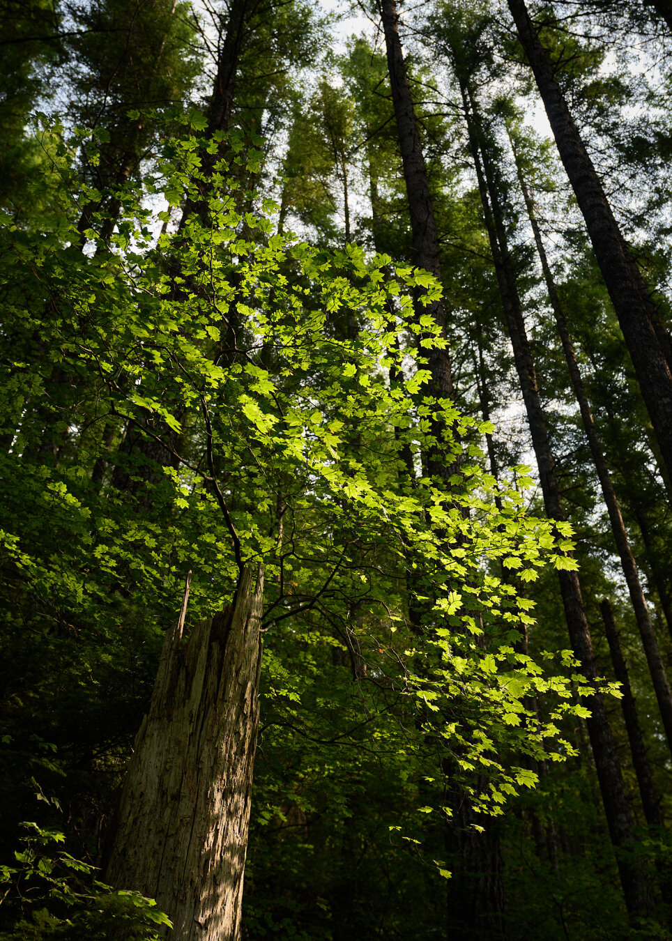 A low-angle shot within a dense forest looking up towards the canopy. In the foreground, a tall, weathered tree stump stands prominently. Emerging from behind this stump, a small maple with bright, lime-green leaves is lit by filtered sunlight. The background is filled with towering evergreen trees reaching toward a bright, overcast sky.