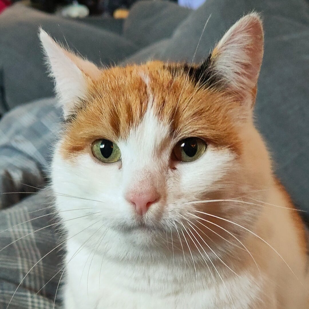 Et bilde av en oransje, hvit og svart katt (engelsk: calico)