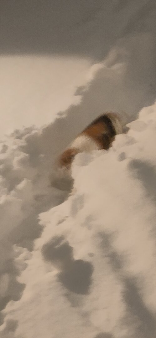 Bilde av en katt i snø