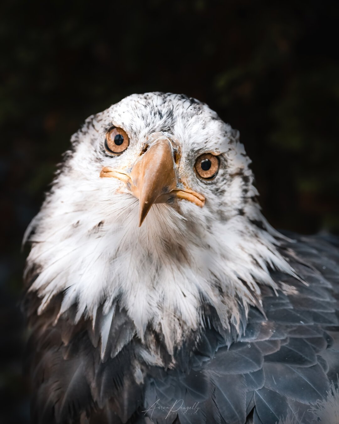 The image is a close-up portrait of a juvenile bald eagle. The eagle sits in the middle of the image with its head turned to the left, staring directly up into the camera lens. It's eyes are a golden-orange colour closely matching it's orange-yellow beak. Some dark brown feathers are still present in the predominantly white plumage of its head and neck. The background is dark green and brown, and below the eagles face there are visible dark brown feathers of its shoulders and back.