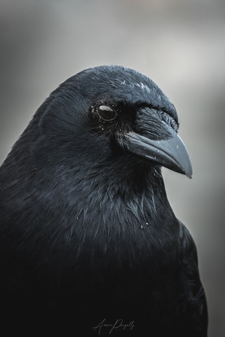 This portrait of a crow was taken during an early overcast morning on the beaches of Campbell River, BC. A crow slowly approached me as I sat low amongst the driftwood and it searched for morsels of food.