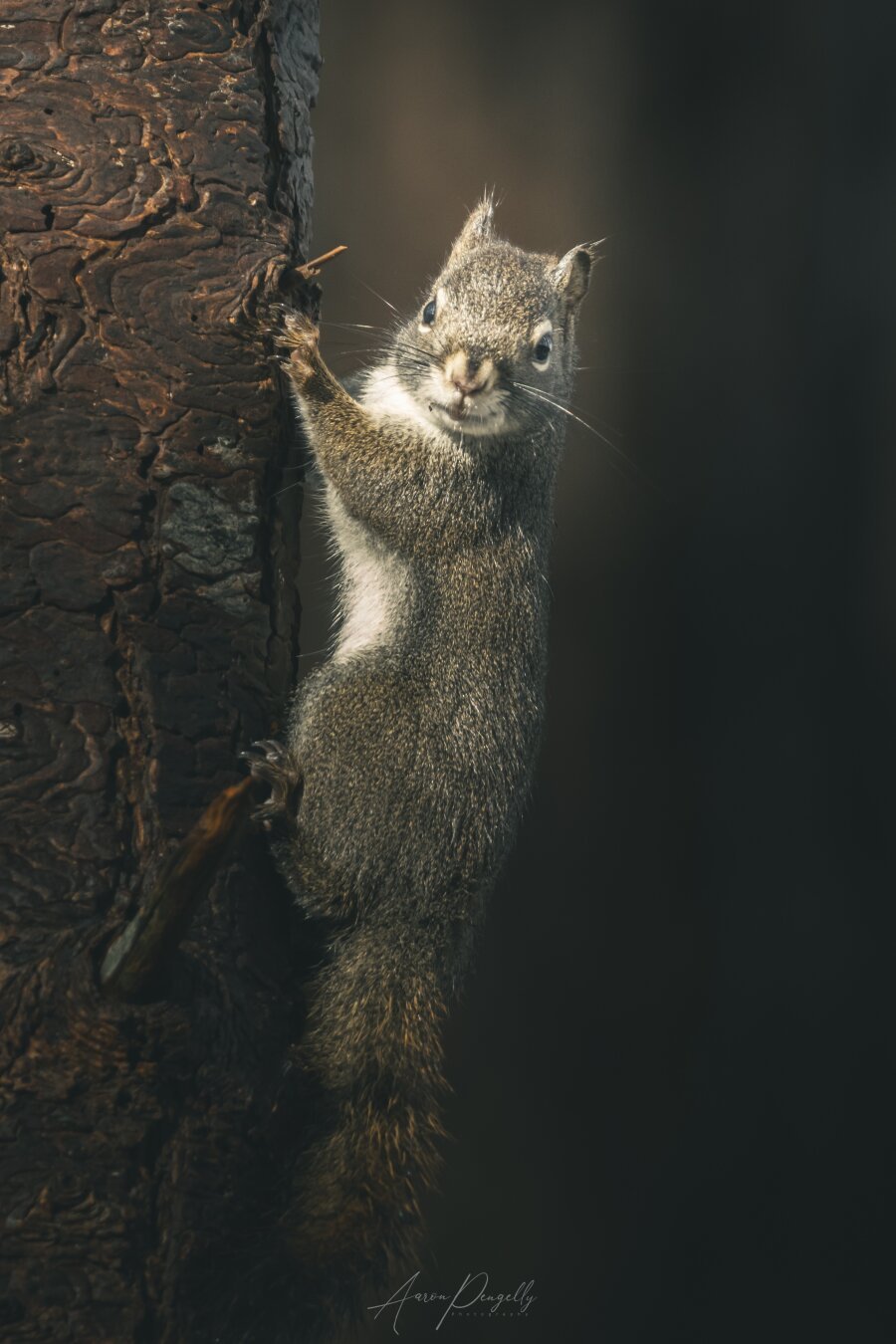 A squirrel is in the centre of the frame, clinging to a tree trunk that is visible in the left hand side of the image. The squirrel is light brown in colour with a white belly, neck, and mouth. The squirrel stares directly into the viewer's eyes.