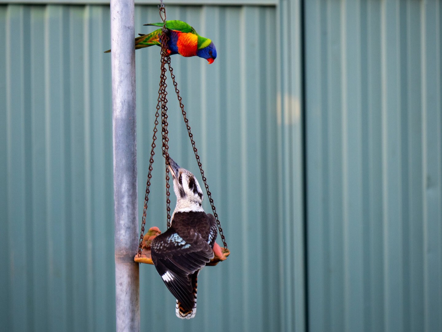 A kookaburra looks up at a rainbow lorikeet as they contest a birdfeeder