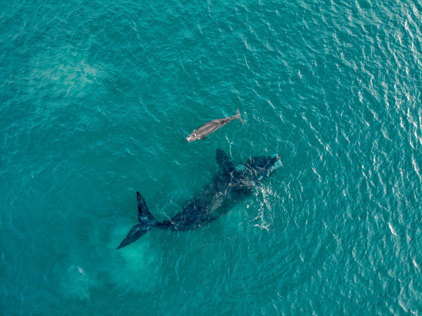 Southern Right Whale mother and calf play in the turquoise waters off of Sydneys Northern beaches - shot from above with a drone.