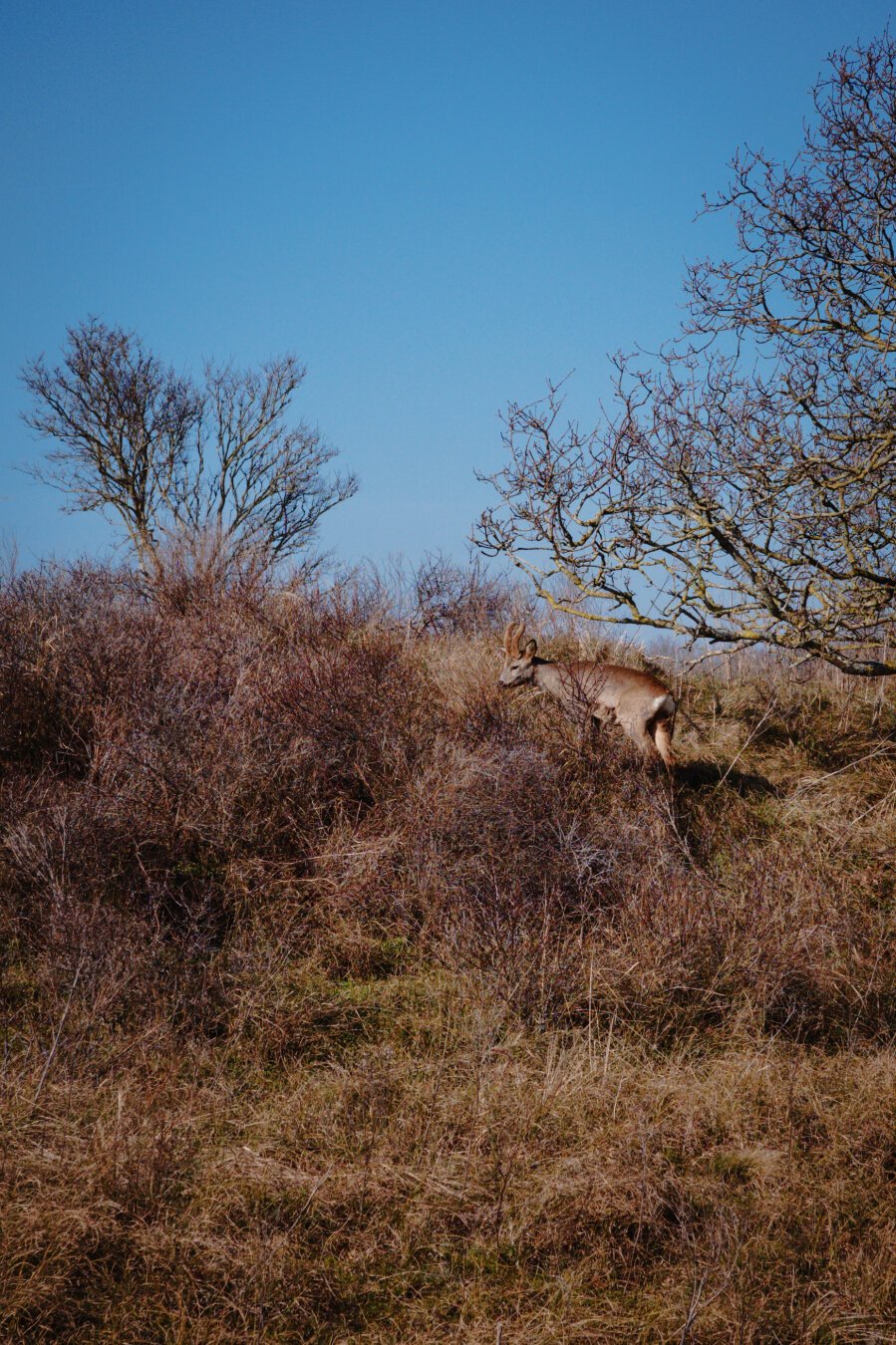 Dry grassland on a sunny day. A young deer is standing on a small hill between two trees. It's antlers are covered in fur