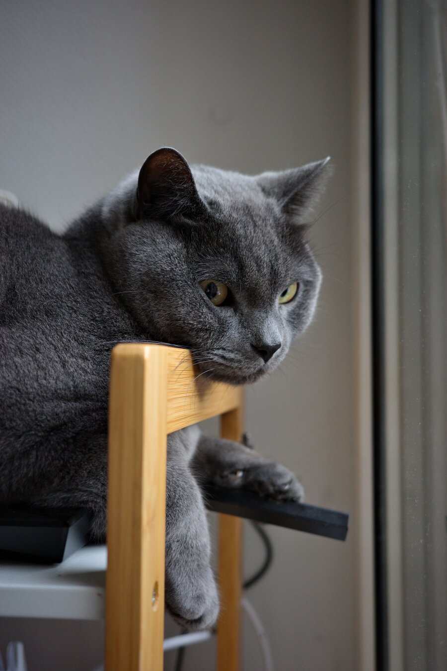 A grey cat sitting on top of a black wifi router, looking suspiciously towards the photographer