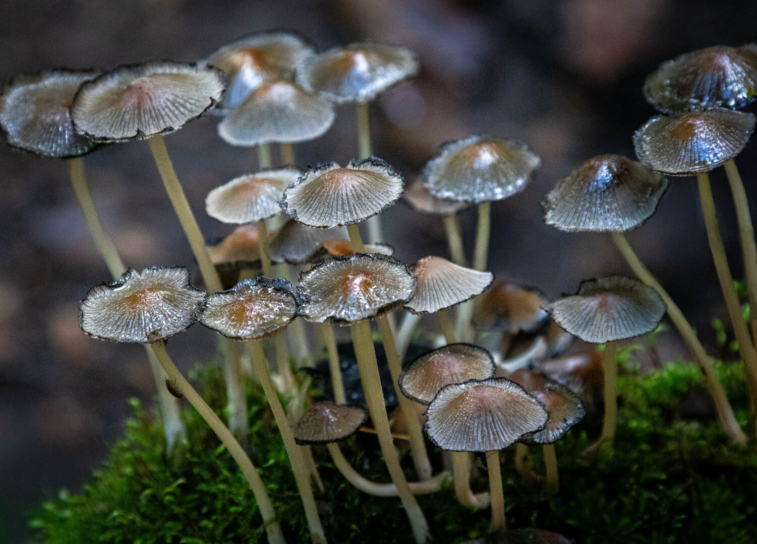 A cluster of small, gray mushrooms and thin, delicate stems. The tiny caps have black edges, curl slightly upward, and glisten in the light. The background is a faint gray. The mushrooms scattered throughout the photo are nestled in light green moss.