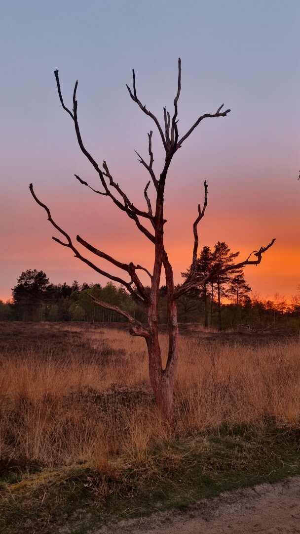 Residency in Den Treek