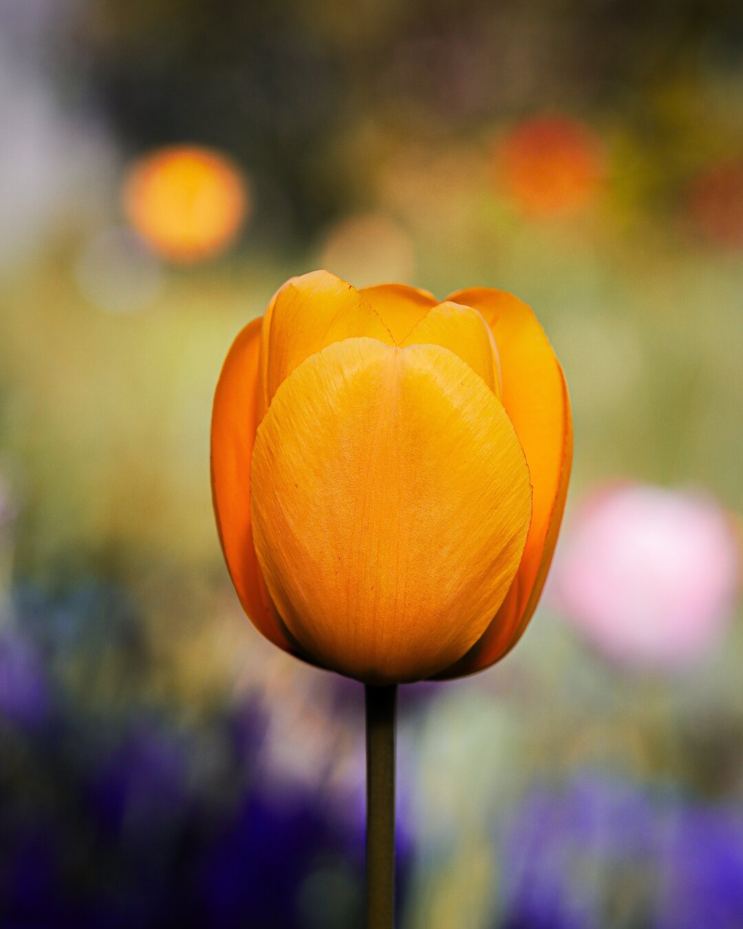 Yellow tulip