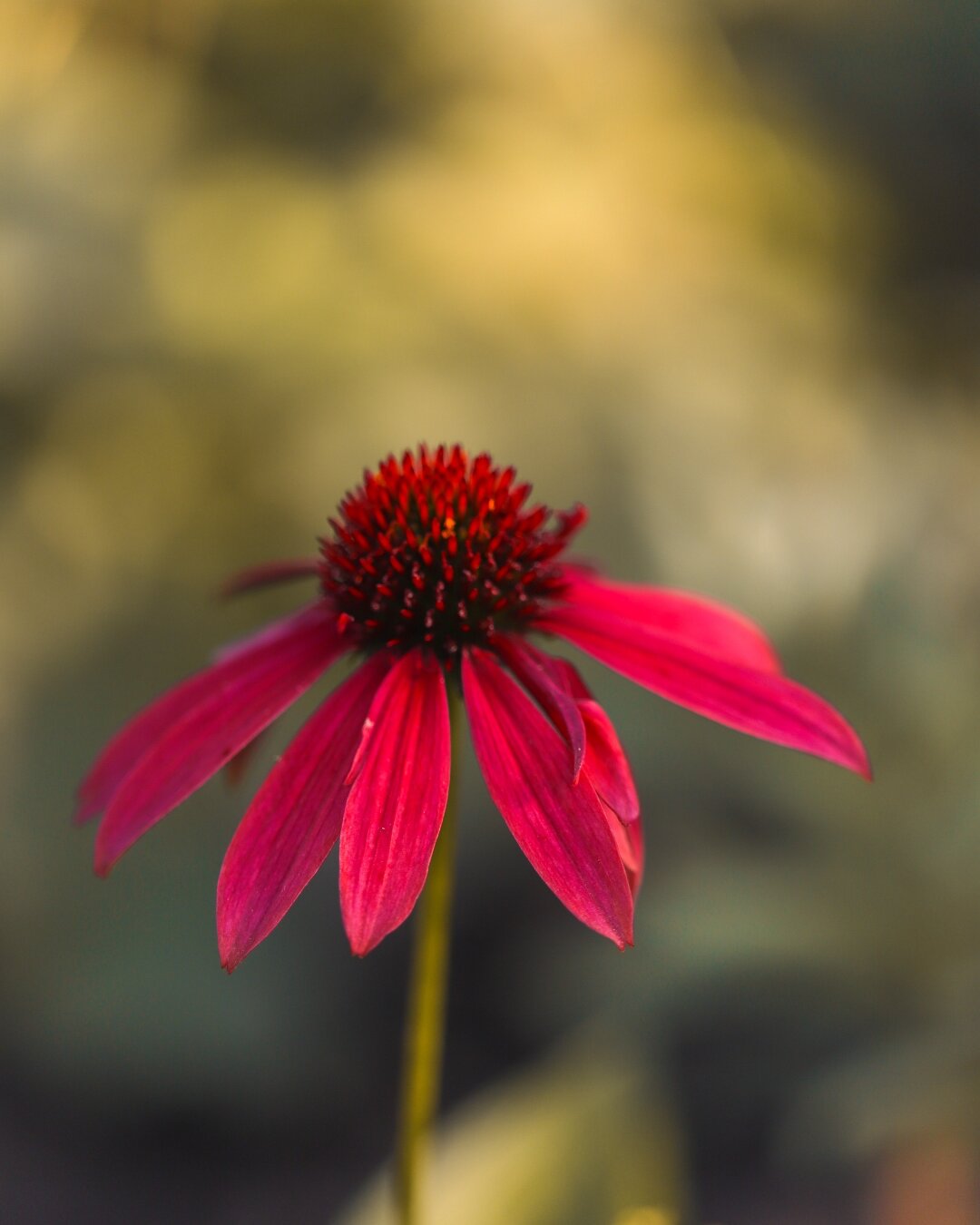 Red flower in front of green-yellow background