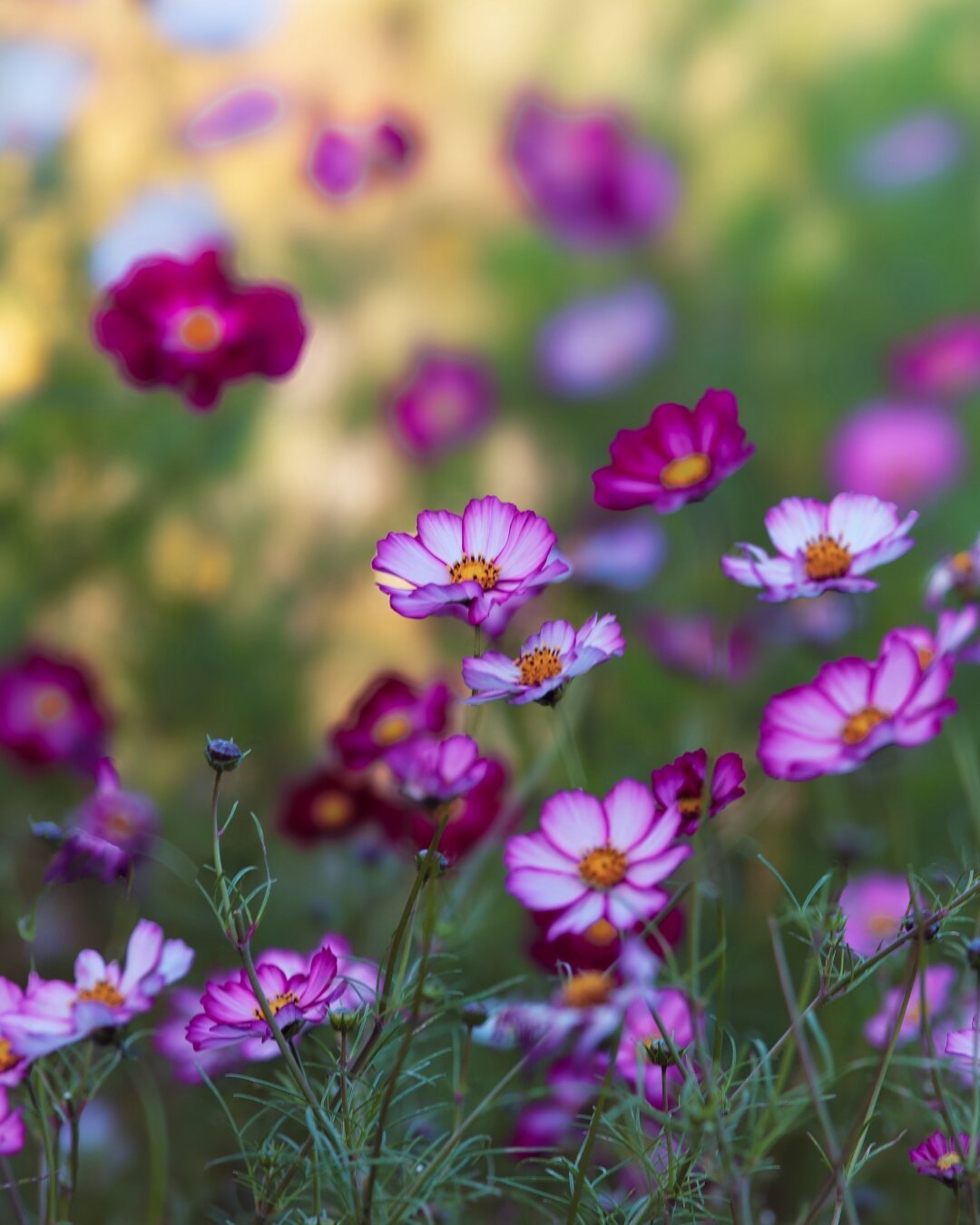 A meadow with many pink and purple cosmos