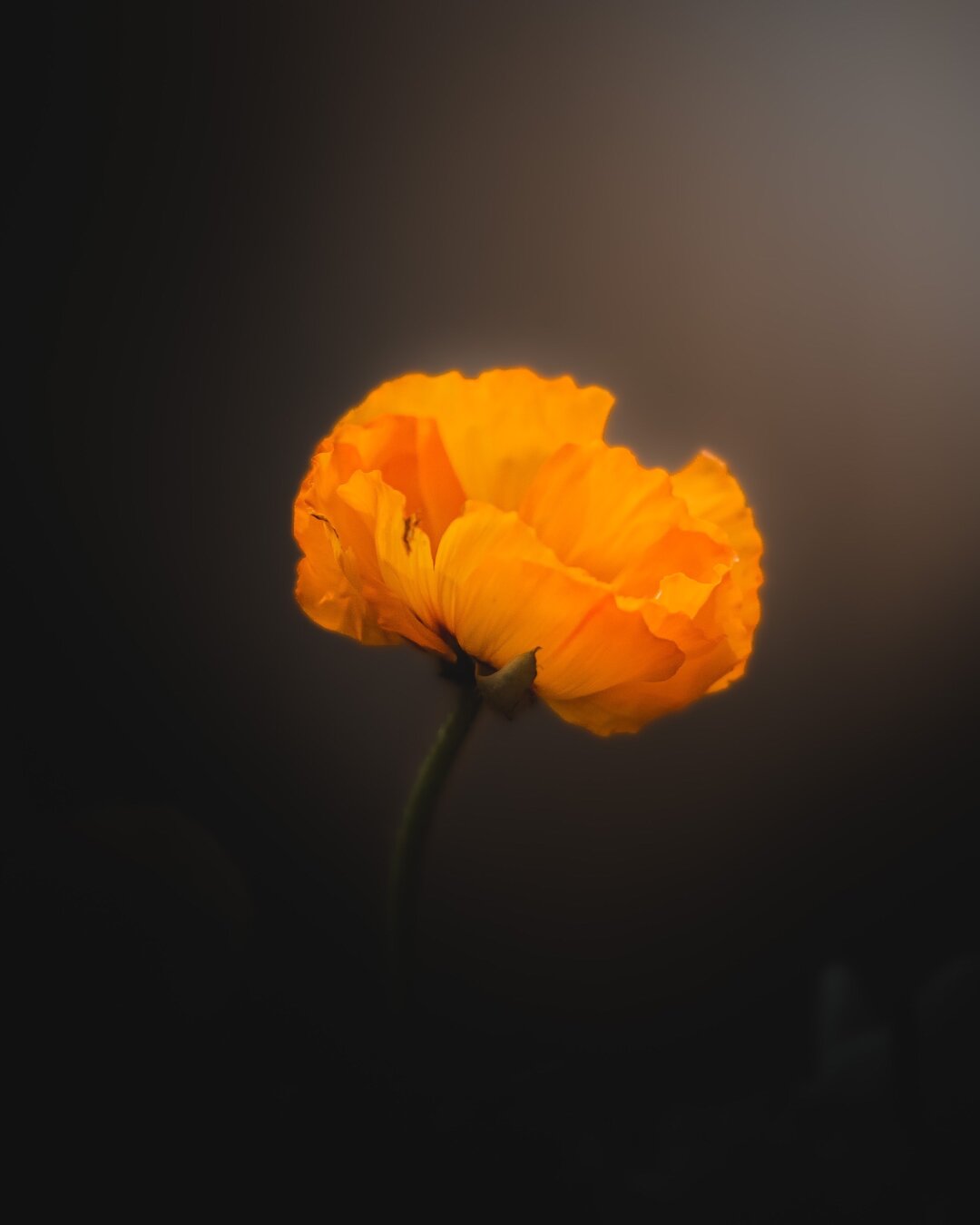 Orange Iceland poppy in front of dark moody background