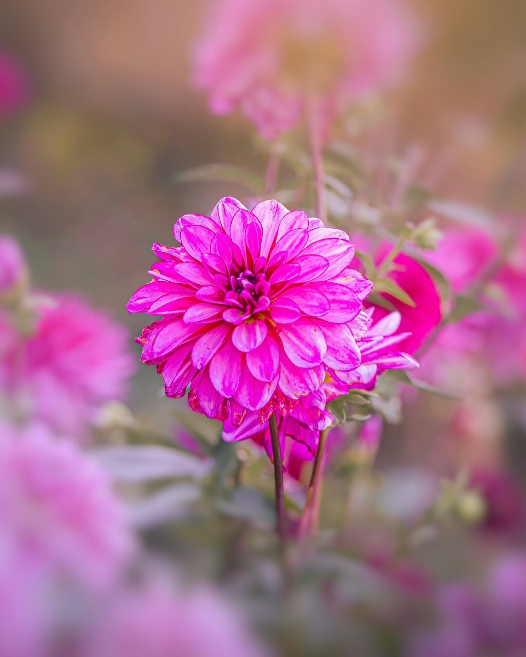 Pink dahlia