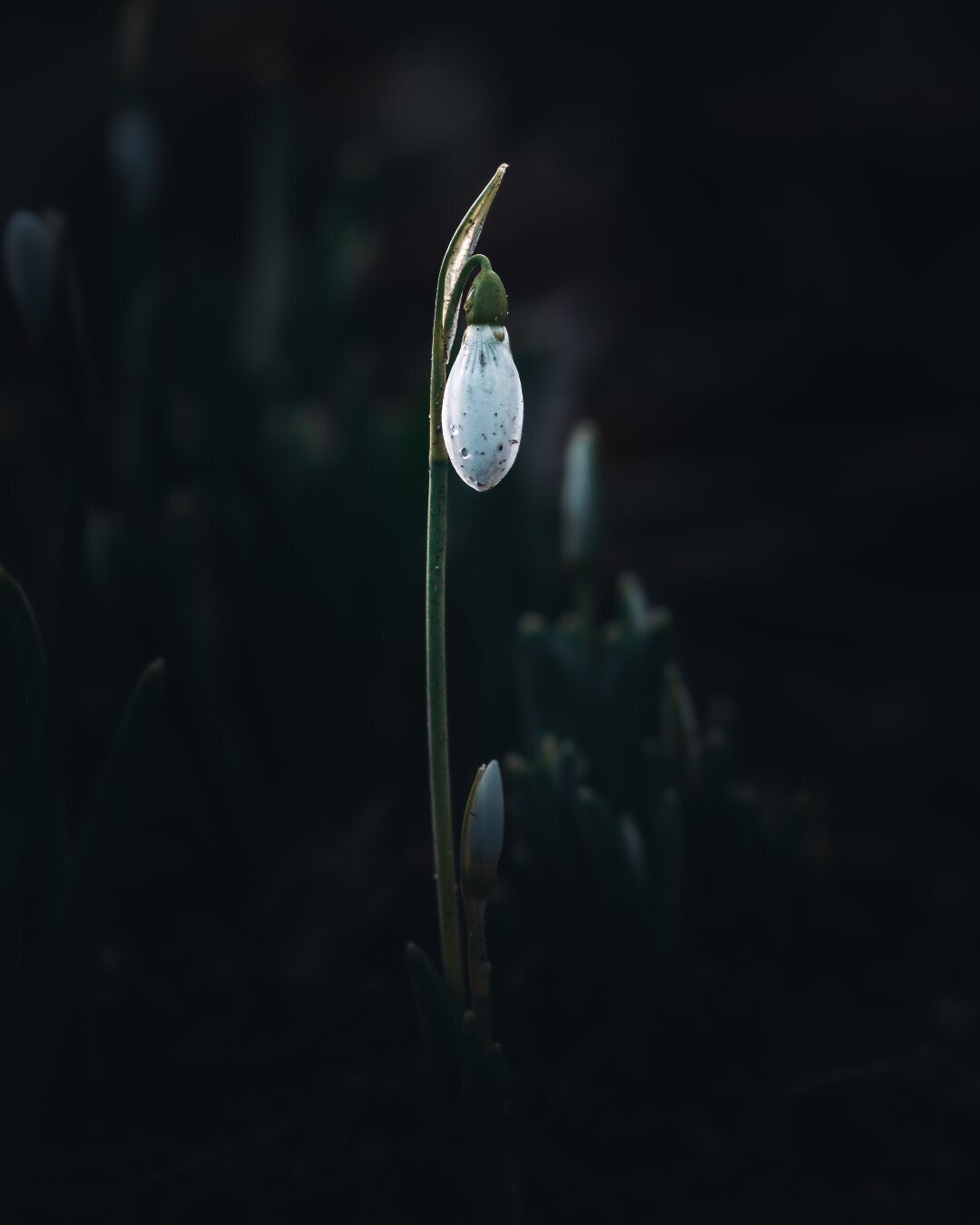 Snowdrop. Moody photograph