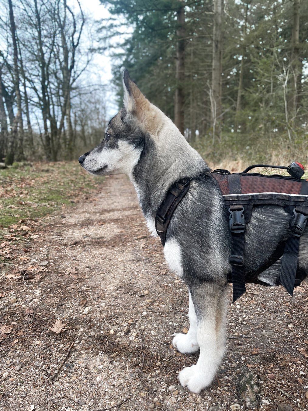 A husky puppy seen in profile view standing on a forest trail.