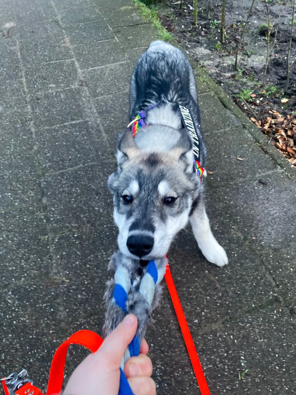 A husky puppy pulls backward on a tug toy outside.