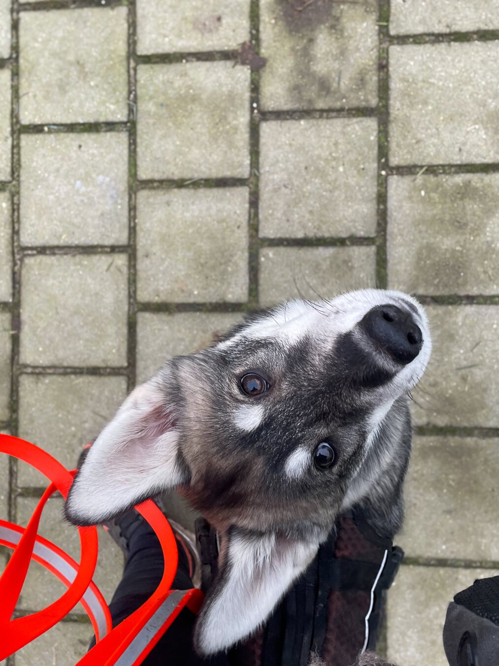 A husky puppy stands between someone’s legs looking up at the camera.