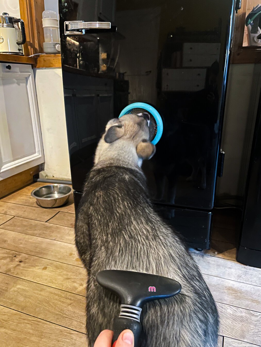 A husky puppy licks peanut butter off a lickmat while being brushed.