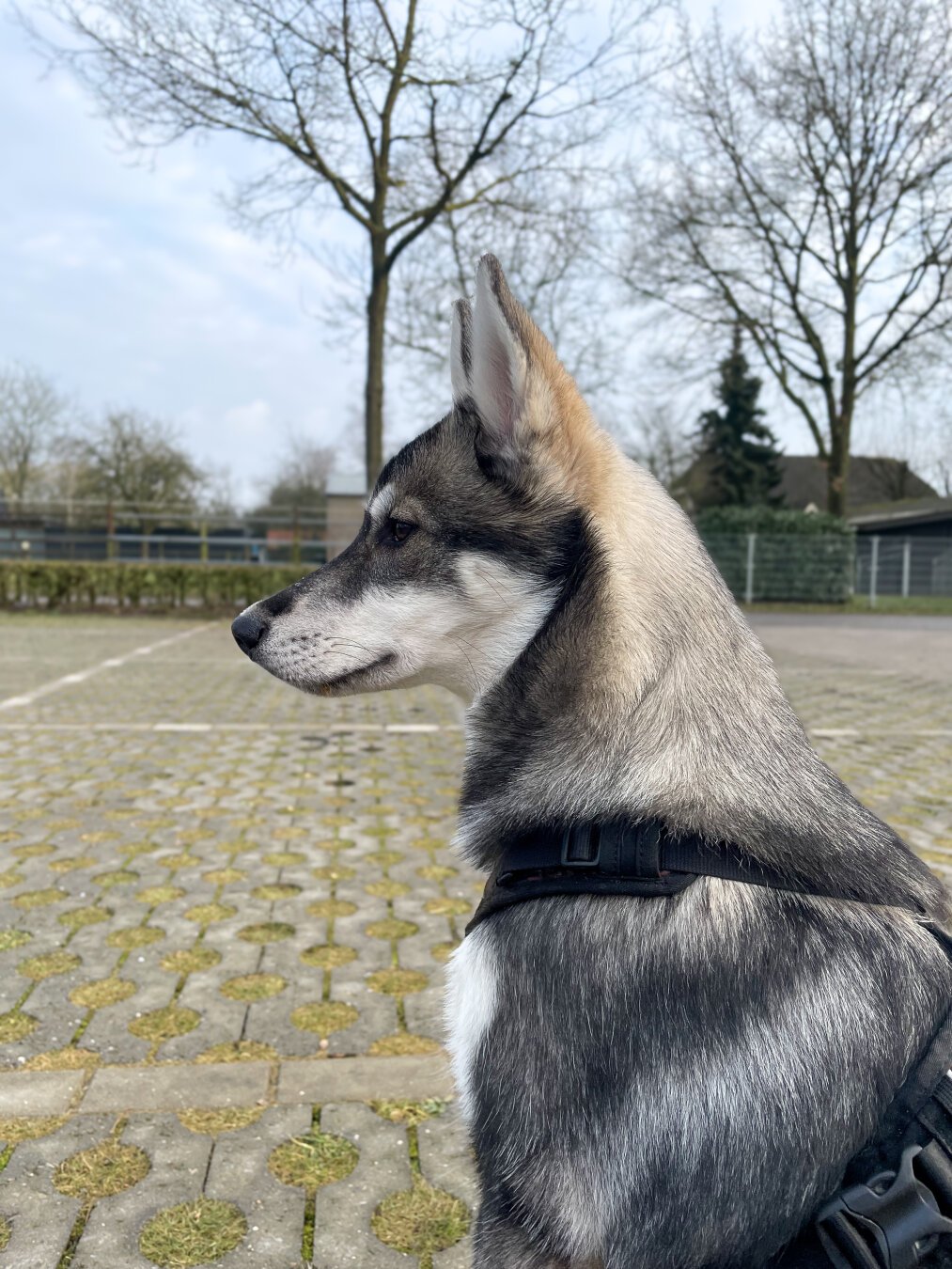 A husky puppy seen in profile view sitting in a parking lot.