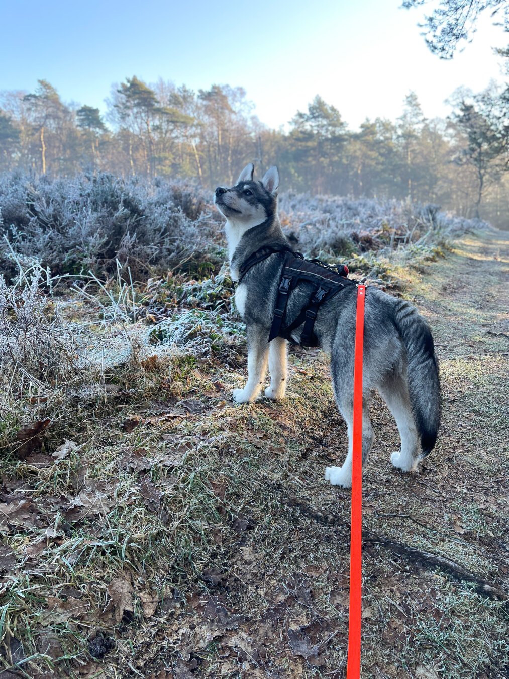 A husky puppy looks up at the sky in a frost covered landscape.