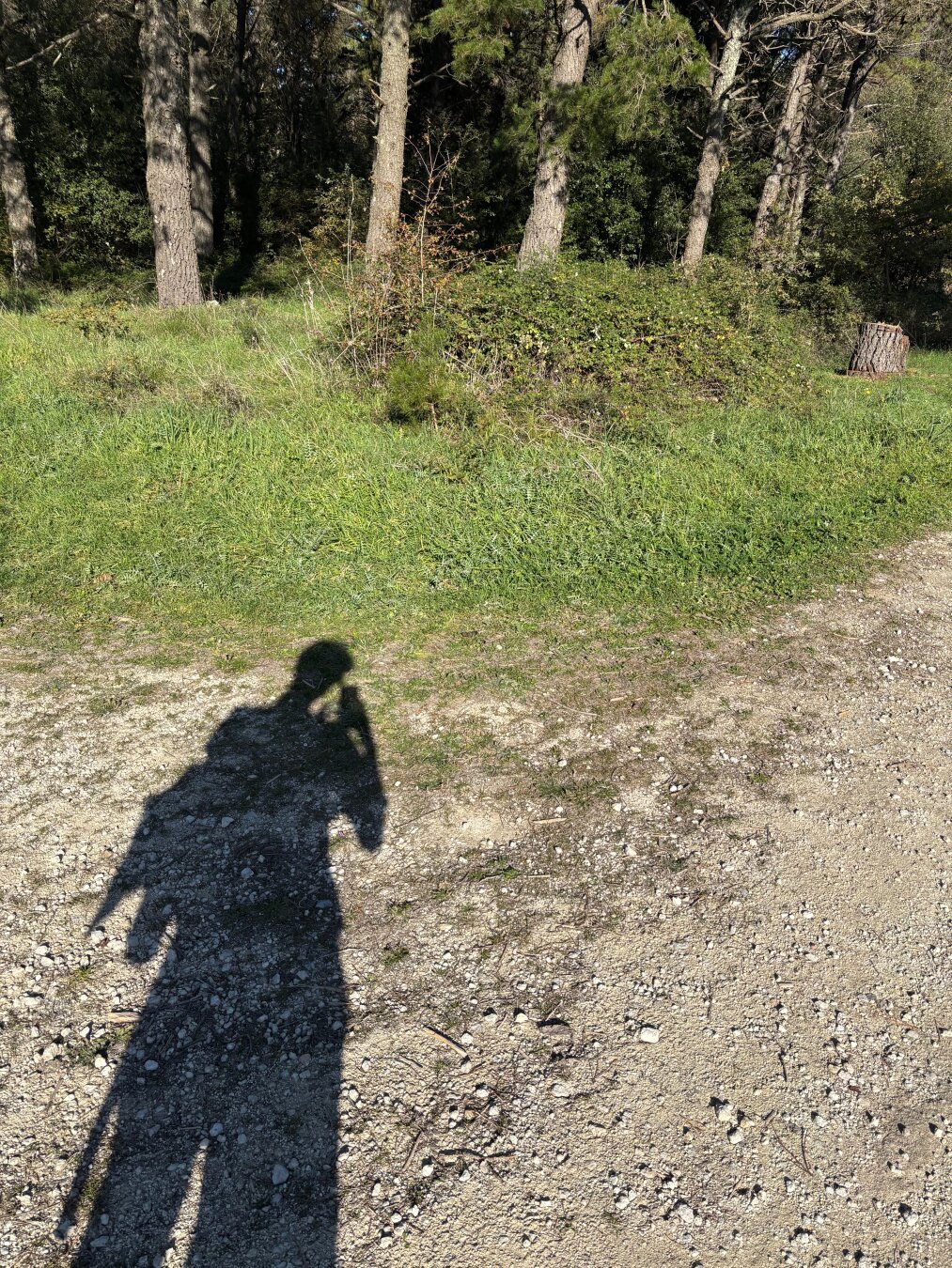 silhouette shadow of a person on a dirt road close to a forest