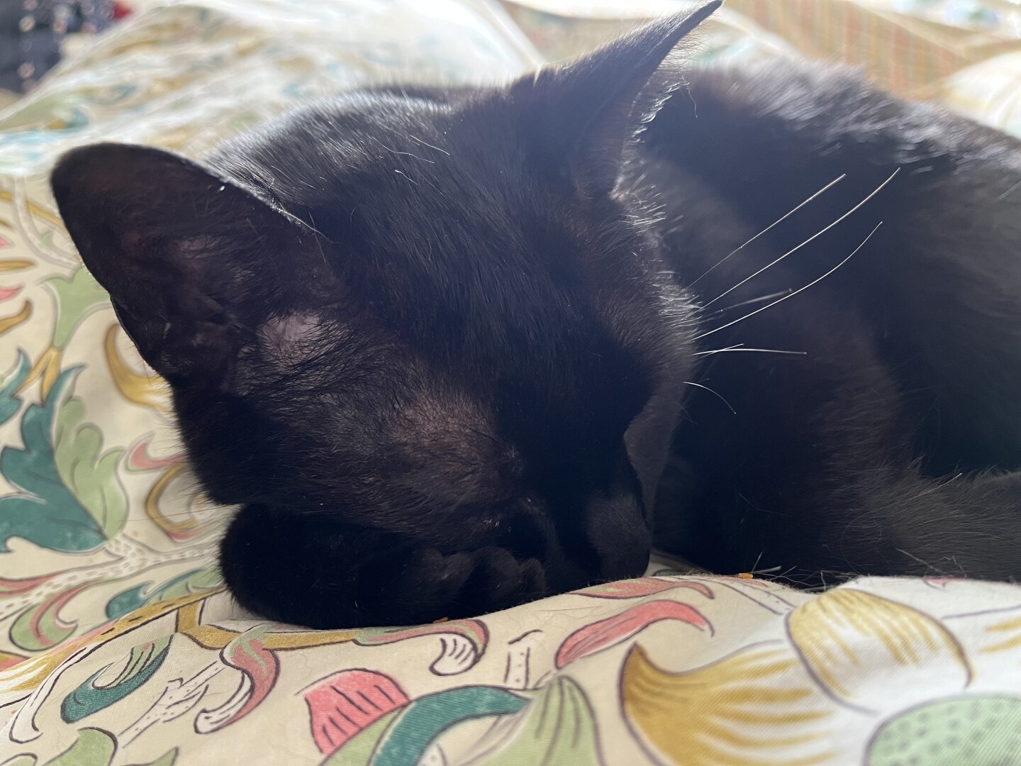 A picture of a black cat snoozing on a duvet