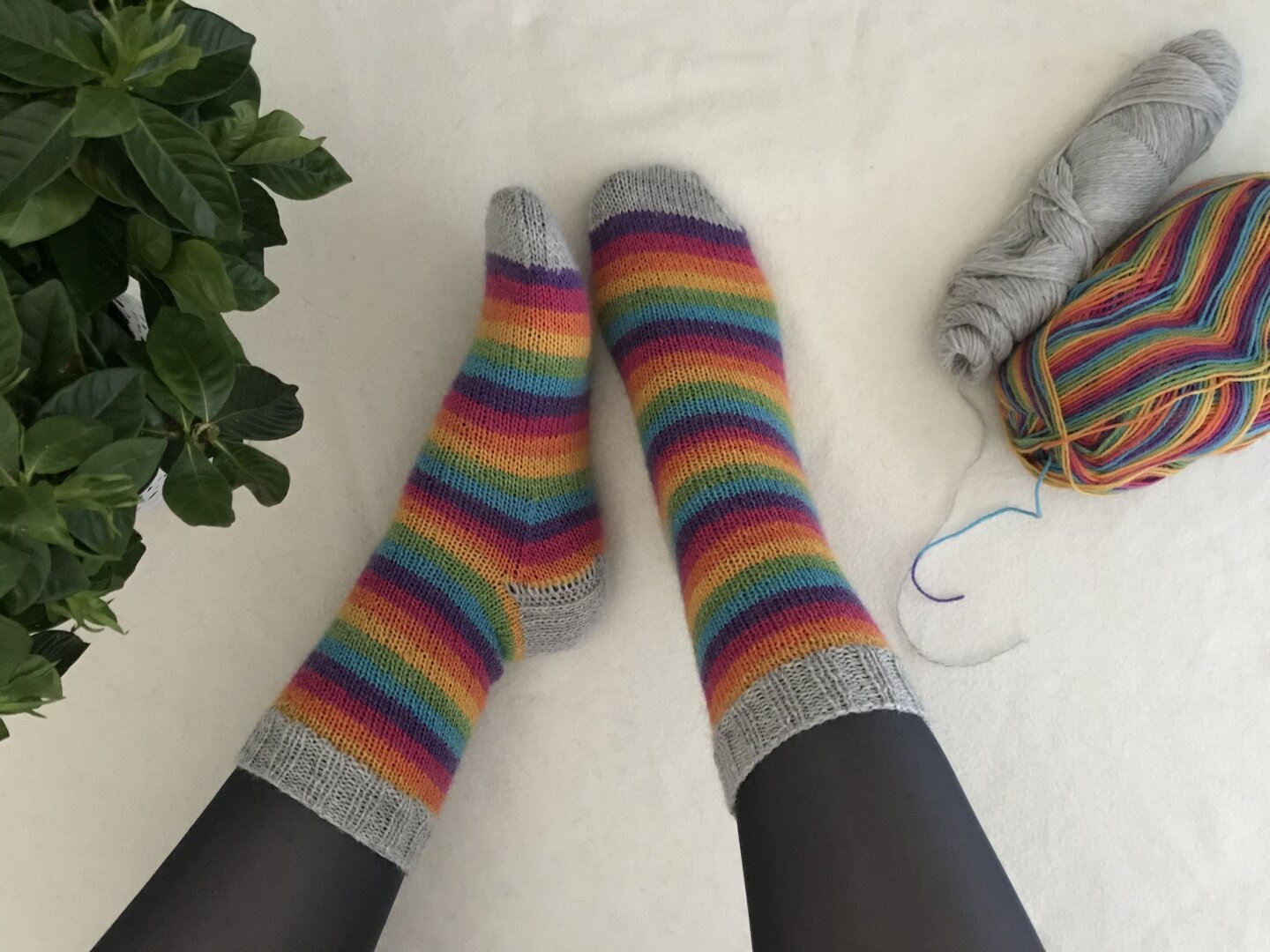 A picture of a pair of legs and feet wearing knitted socks. The socks are grey at the cuff, heel, and toe. The rest of the socks is a striped rainbow pattern. Next to the feet are two balls of yarn on the right. One grey one and one with rainbow stripes. On the left a plant is partially visible