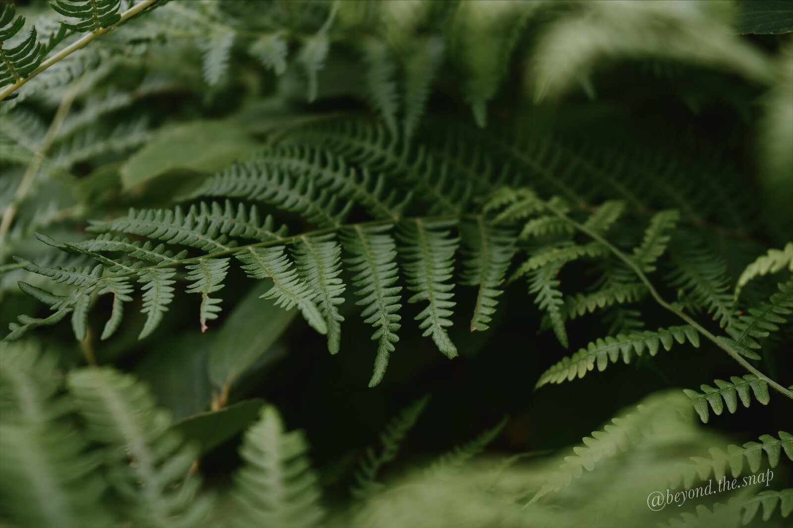 Moody fern plants. Focused on a horizontal reaching fern.