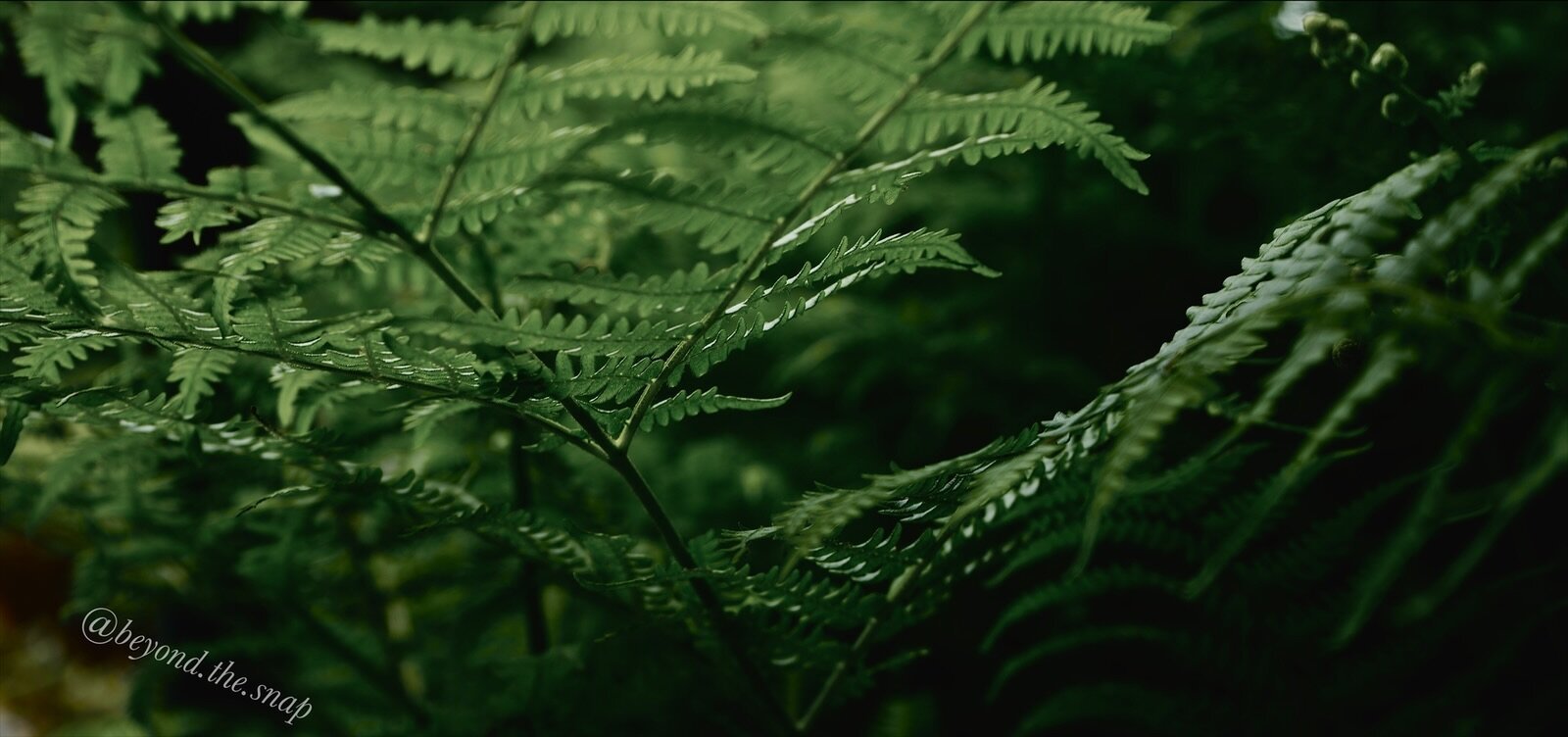 Cool green tones, fern plants. Shadow background.