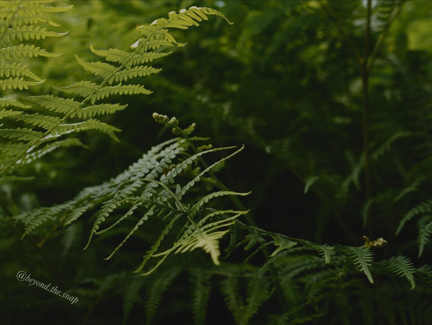 Light coming from top left corner, illuminating a few fern stalks with dark unfocused ferns in the background.