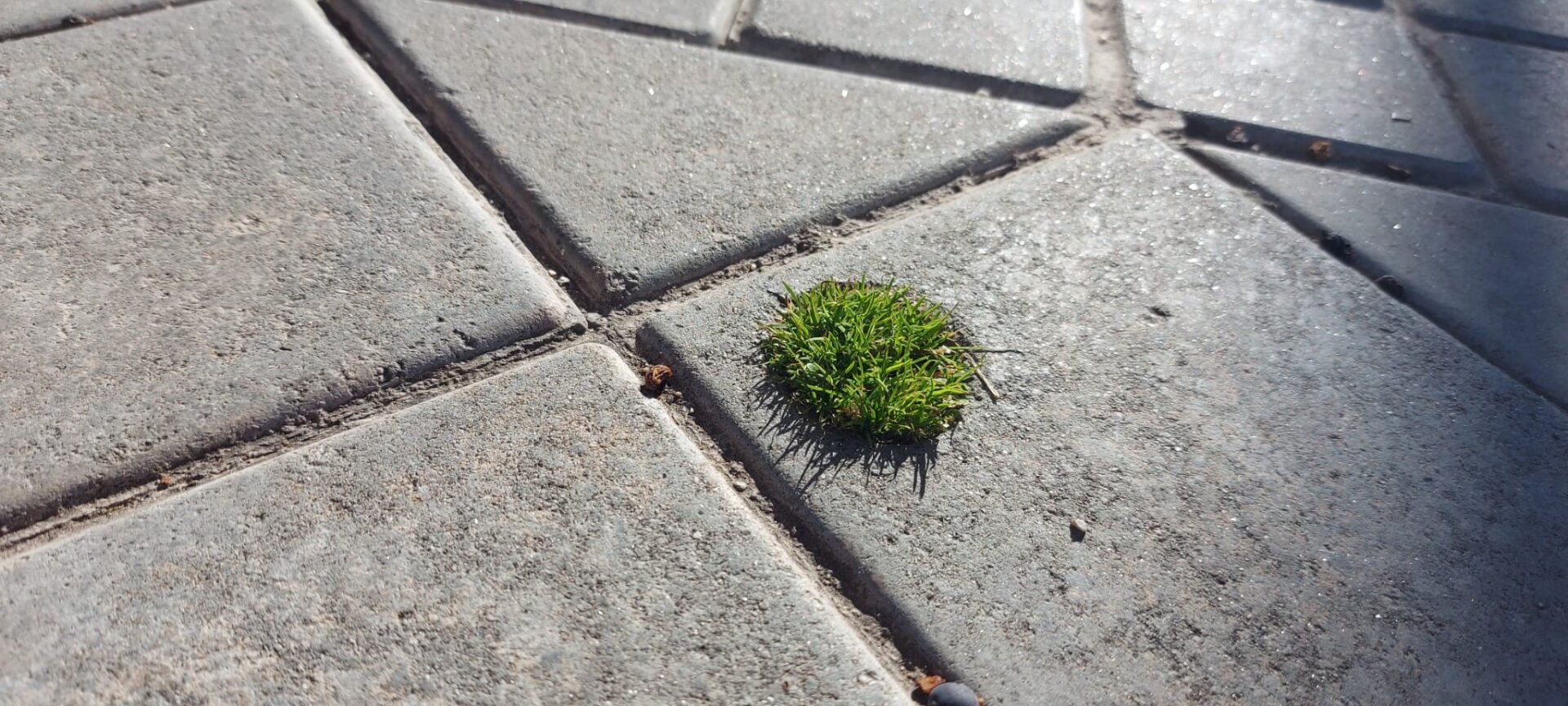 Un trocito de césped verde asoma por un agujero practicado en medio de adoquines de color gris.