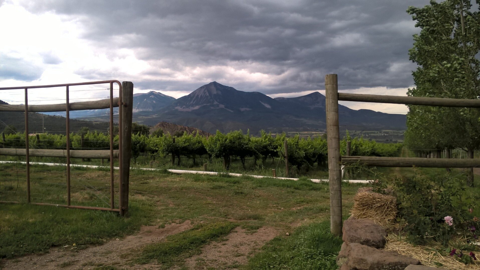 A picture of Mt. Lamborn in the background, with the open gate of a wood post fence in the foreground and grapevines in the middle distance. Paonia, Colorado.