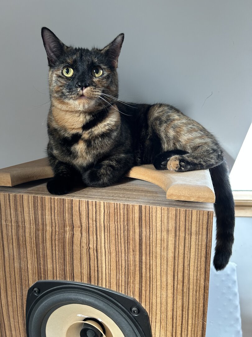 A kitten called Frida on top of a loudspeaker.