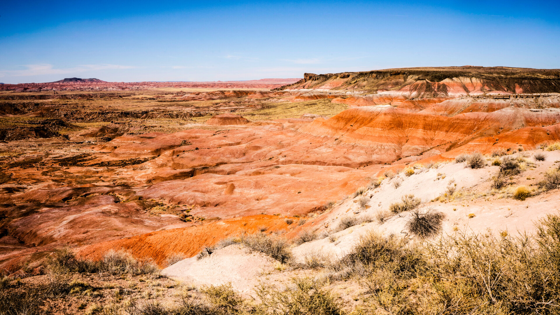 Bright orange and dusty layers of Triassic rock lay on top of each other, going down a slope, at the Petrified Forest. Little bushes grow as new life on top of the ancient sand dunes, as fossilized wood is scattered on the land.