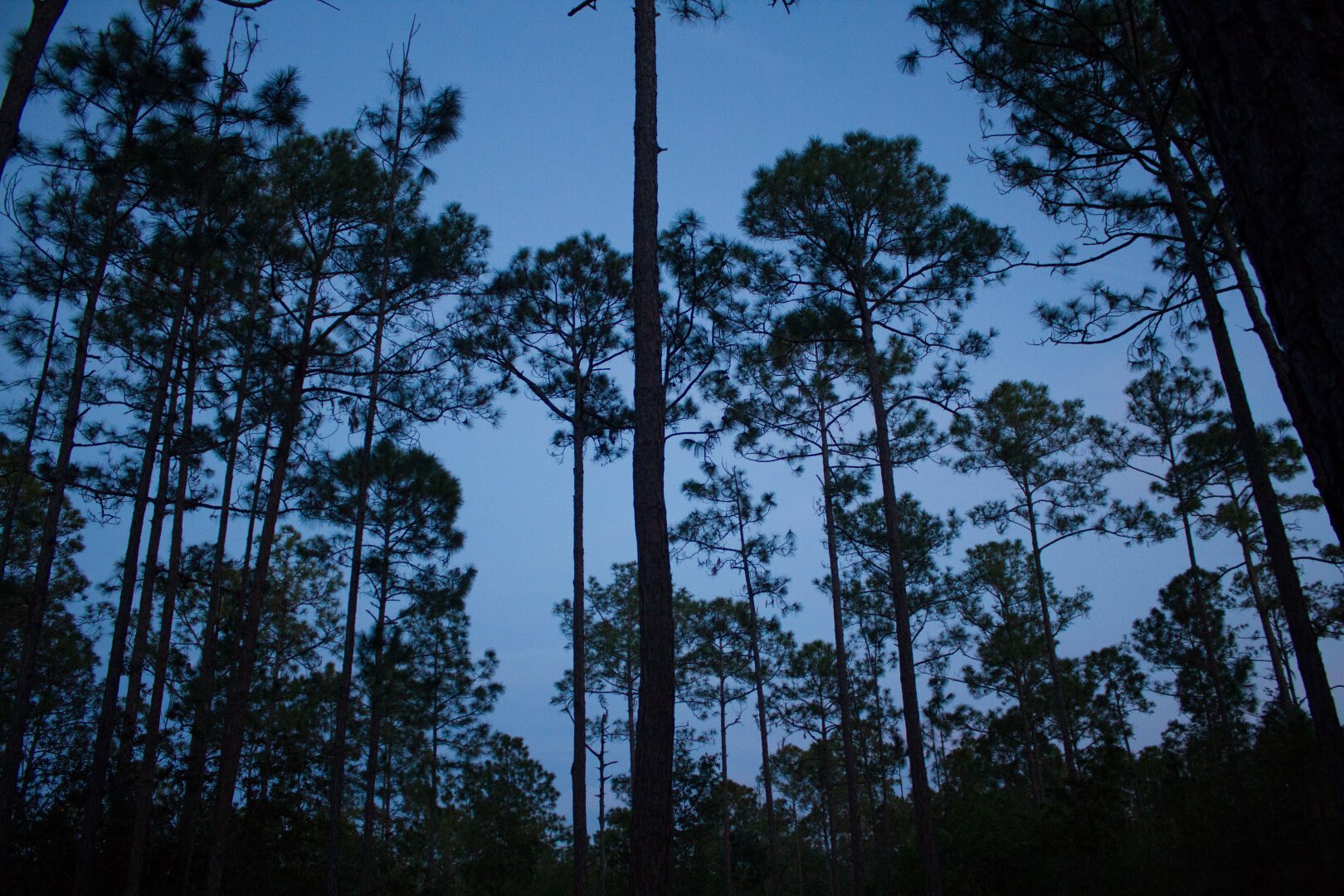 Early deep blue morning sky, with trees silhouetted in front.