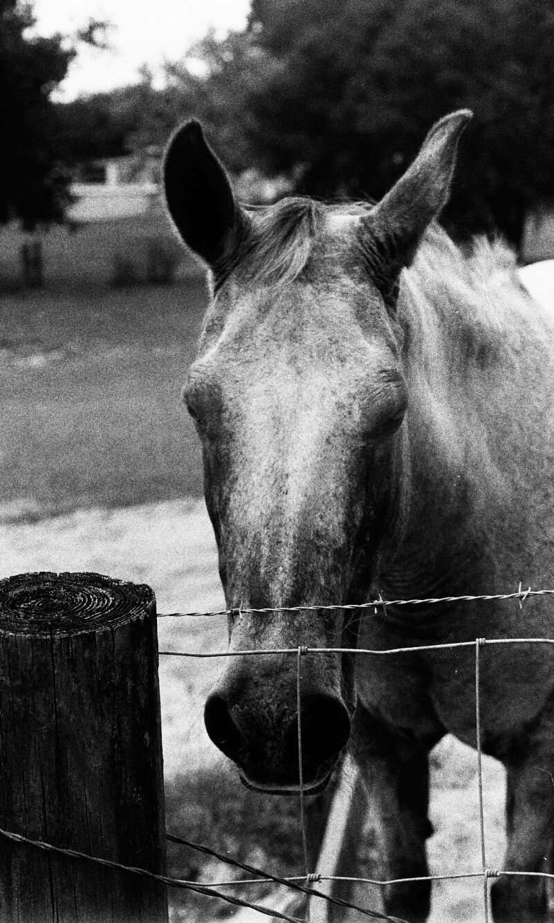 Portrait of female horse on 35mm black and white film. There is a sandy and grassy terrain behind her.