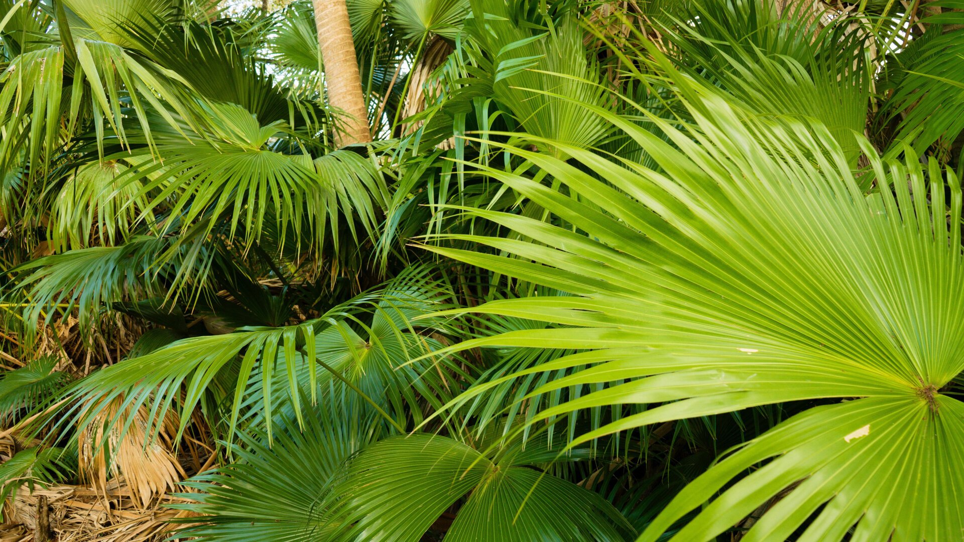 Close up of palm trees on a botanical trail. The leaves are a bright green color and it’s a well-exposed day.