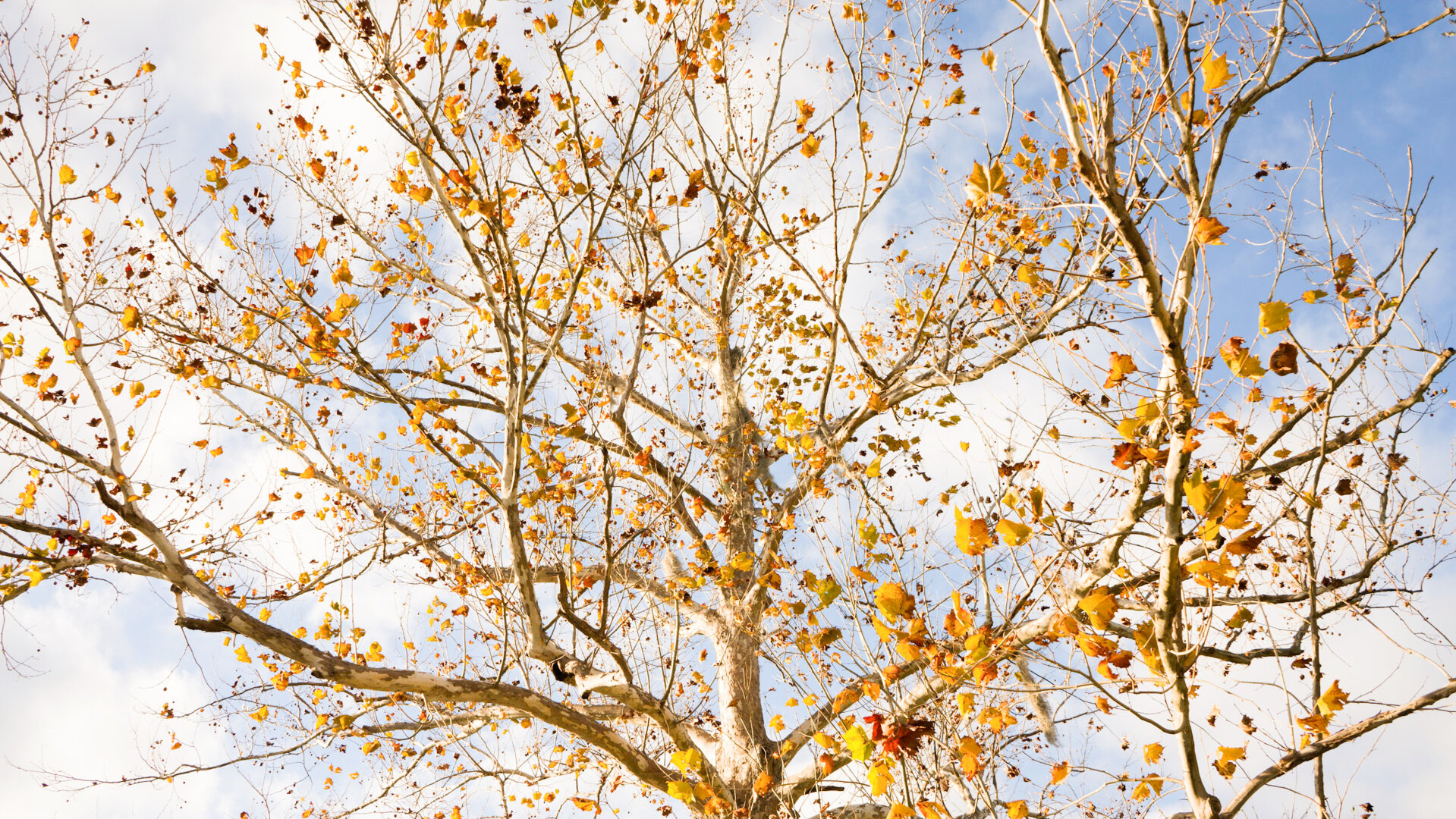 A Florida Maple tree is lit up by the sunny sky as clouds roll by. The leaves are a bright golden yellow.